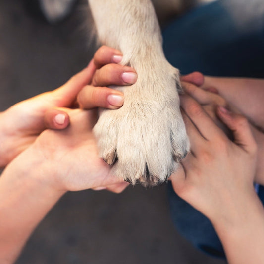 Comment réaliser l'empreinte de votre animal en 10 minutes, étape par étape